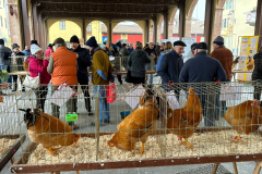 Fiera-di-Santa-Lucia-7