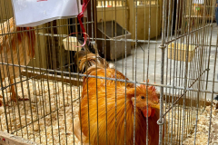 Fiera-di-Santa-Lucia-8