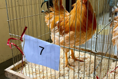 Fiera-di-Santa-Lucia-9