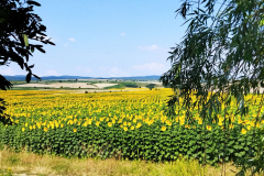 viaggio-ai-confini-dellucraina-campi-di-girasole.jpg