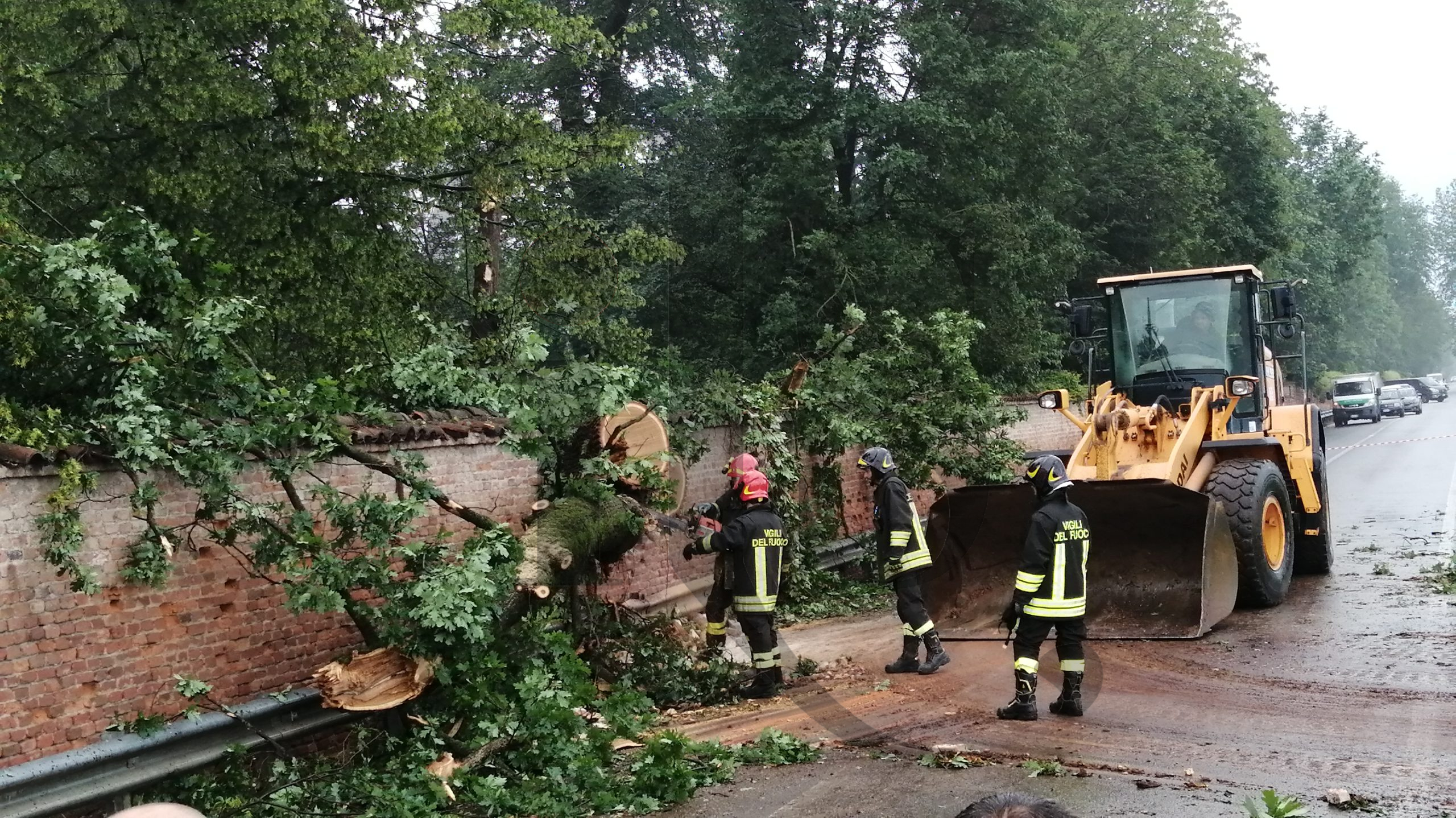 L'albero del Parco reale caduto sulla strada per Carmagnola nel maggio 2023