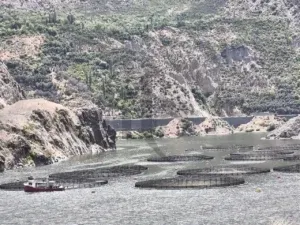 Le vasche in cui allevano i pesci